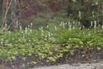 Foamflower